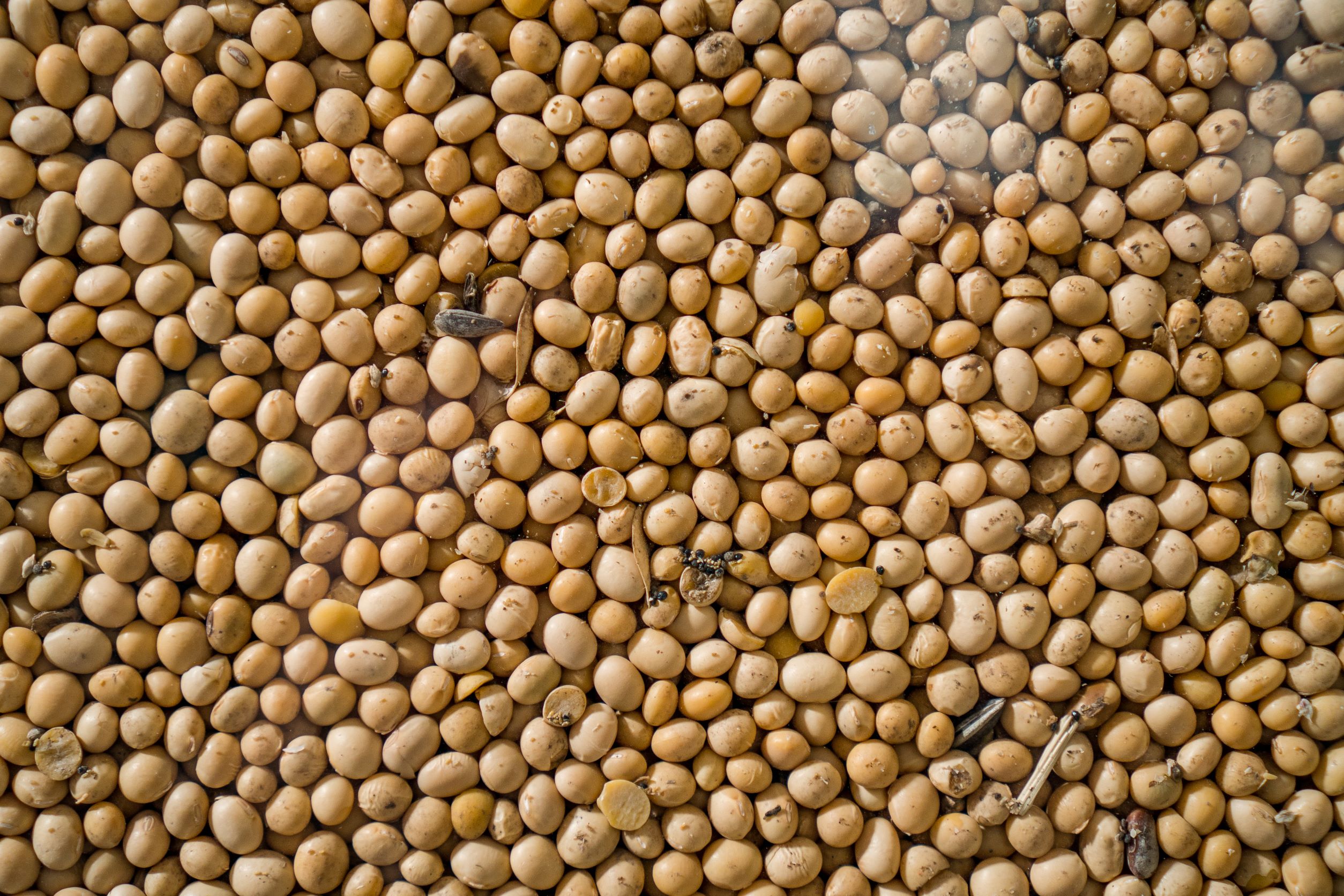Soya-Beans-resized-(1)