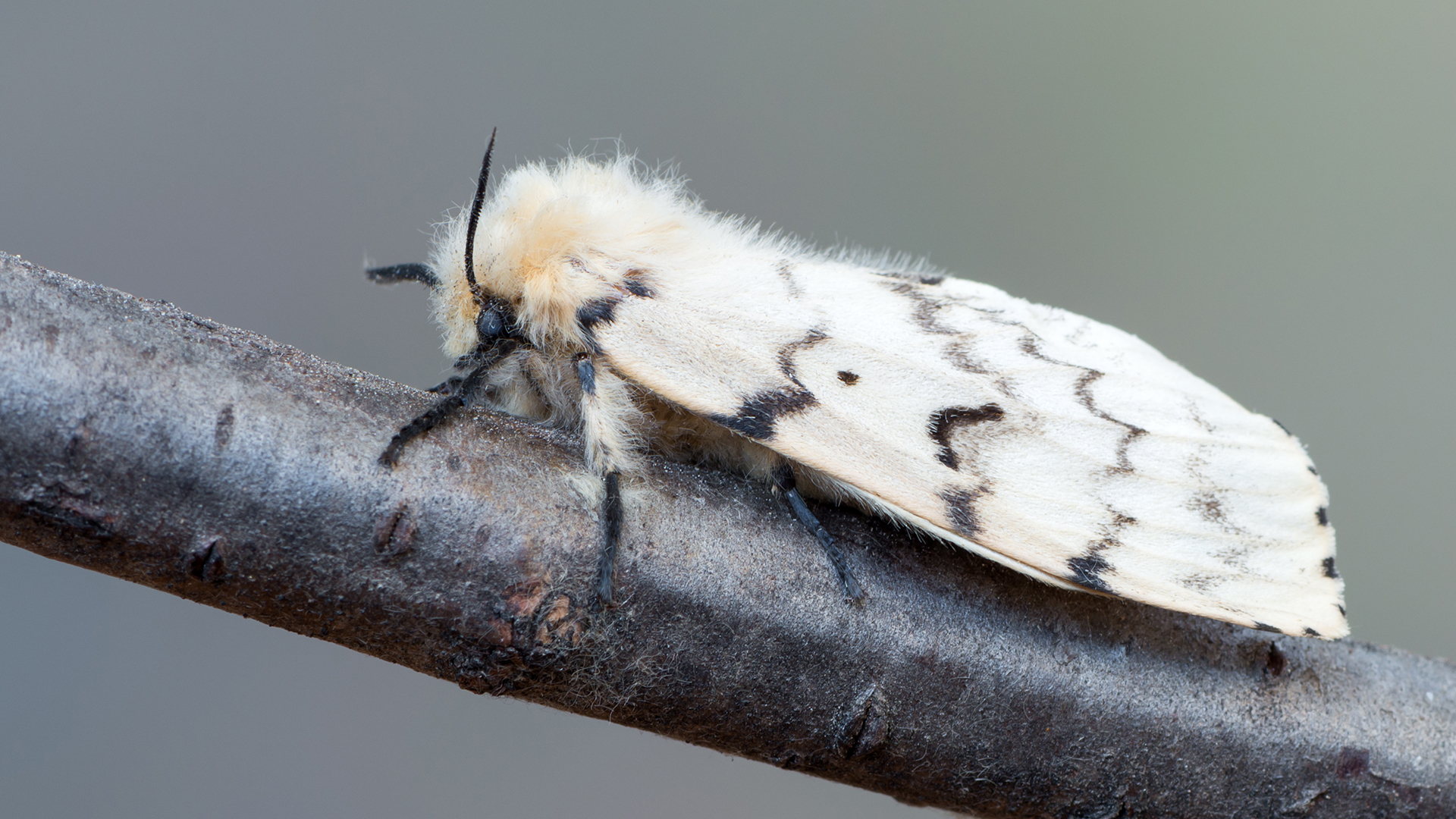 Flighted Spongy Moth Complex 2024