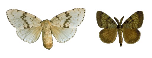 AGM-(male-and-Female)