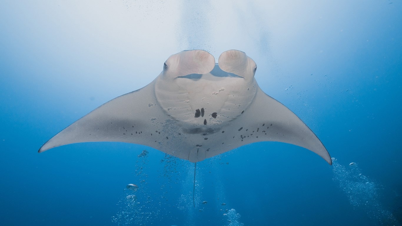 Manta-ray