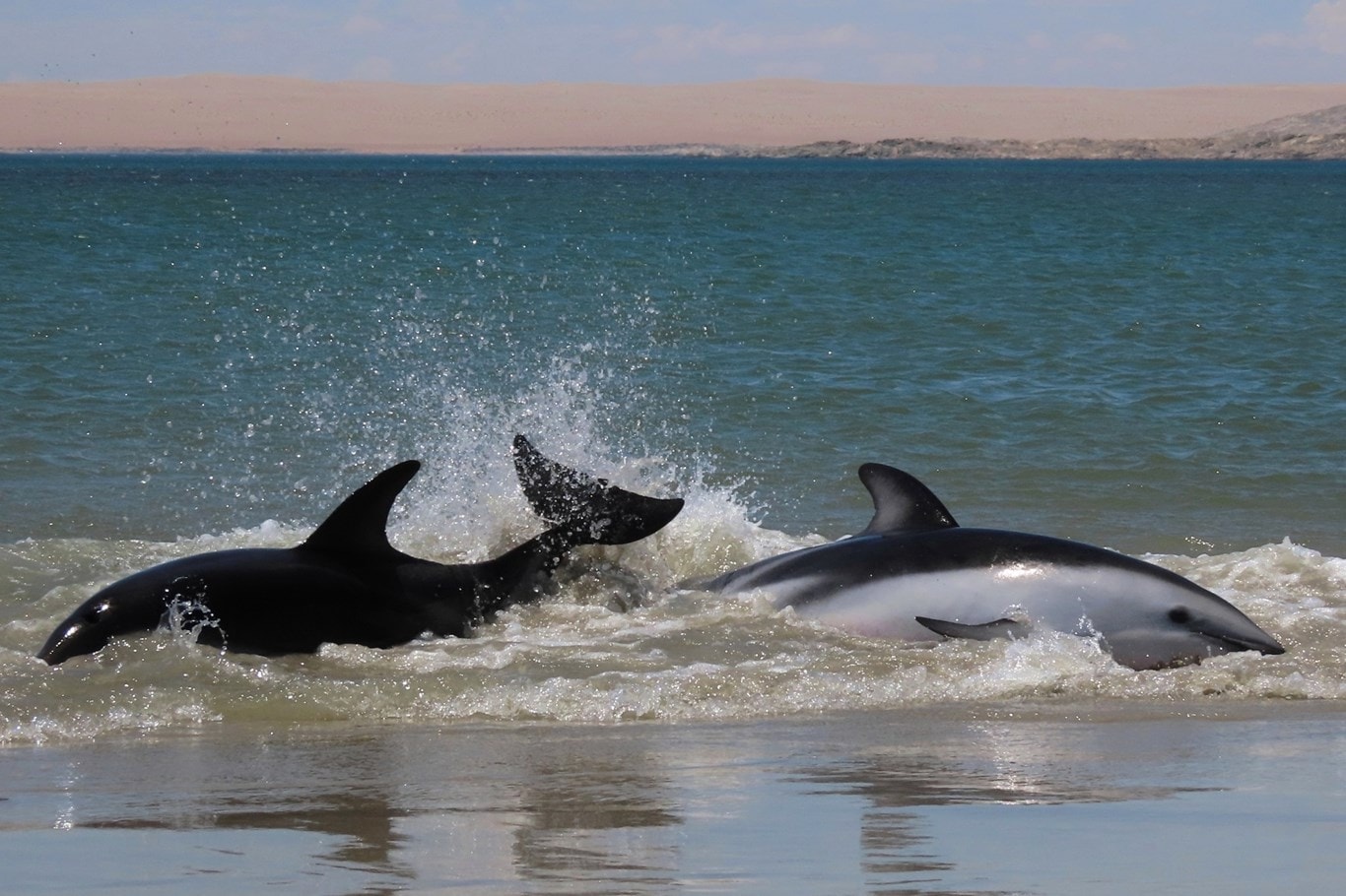 Stranded-Dusky-Dolphins-shortly-before-rescue-at-Shearwater-Bay©J-Kemper-RESIZED