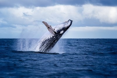 Humpback-whale-534